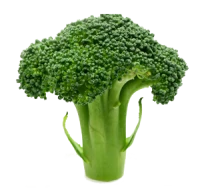 WEBP