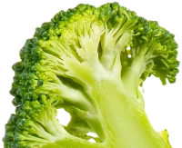WEBP