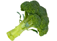 WEBP