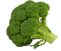 WEBP