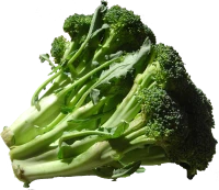 WEBP
