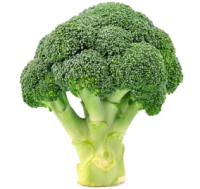 WEBP