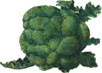 WEBP