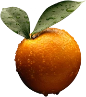 WEBP