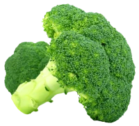 WEBP