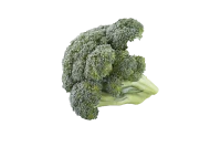 WEBP
