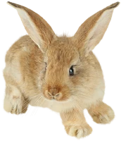 WEBP