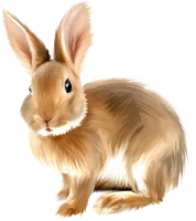 WEBP