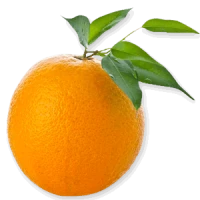 WEBP