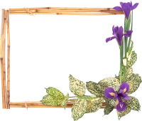 WEBP