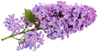 WEBP