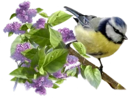 WEBP