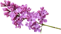 WEBP