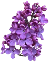 WEBP