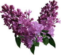 WEBP