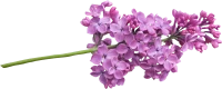 WEBP