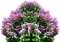WEBP