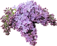 WEBP