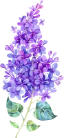 WEBP