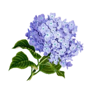 WEBP