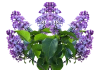 WEBP