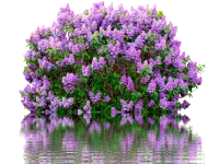 WEBP