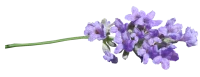 WEBP