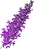 WEBP