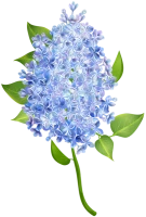WEBP