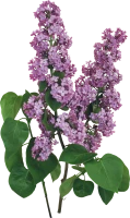 WEBP