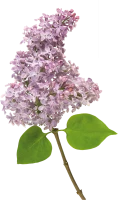 WEBP