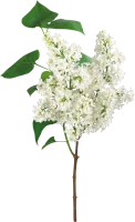 WEBP