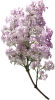 WEBP