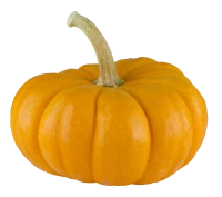 WEBP