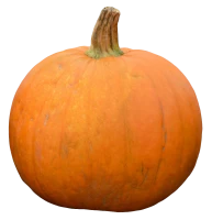 WEBP