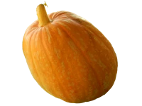 WEBP