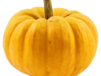 WEBP