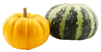WEBP
