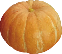 WEBP