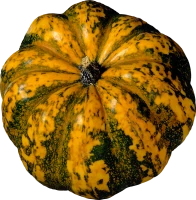 WEBP