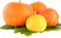 WEBP