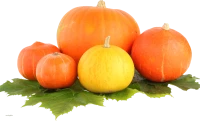 WEBP