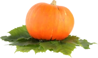 WEBP