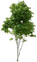 WEBP