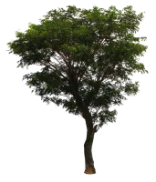 WEBP