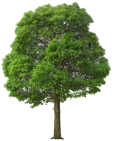 WEBP