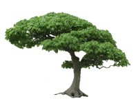 WEBP