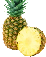 WEBP