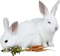 WEBP