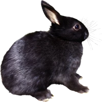 WEBP